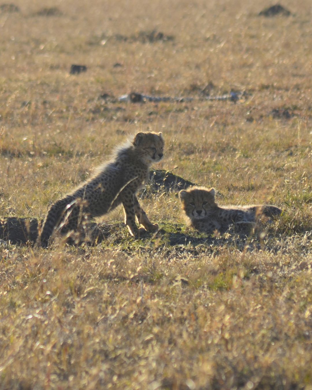 Cheetah Cubs on game drive with The Springbok Lodge