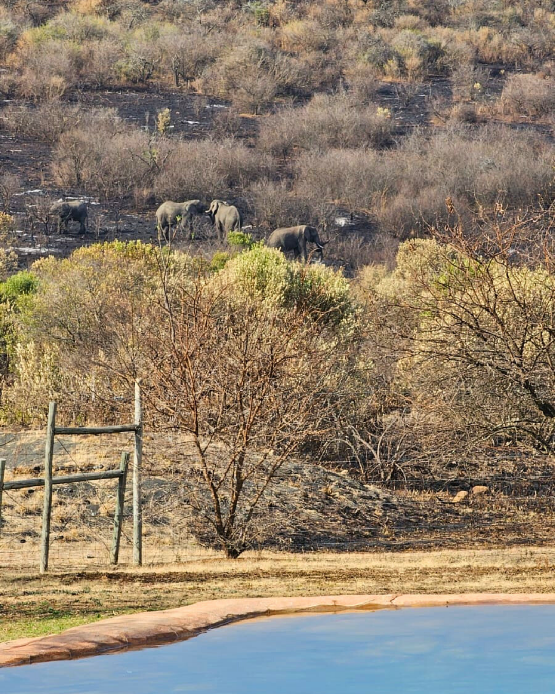 Big-5-Safaris-Springbok-Lodge