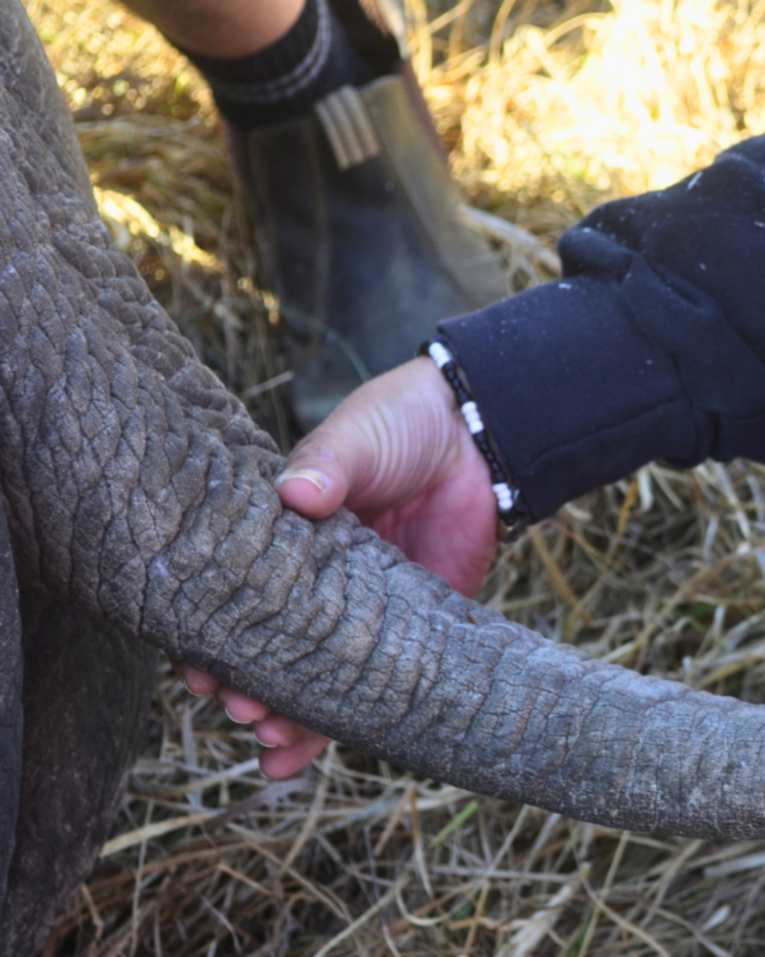 Conservation-In-Action-Nambiti-Private-Game-Reserve