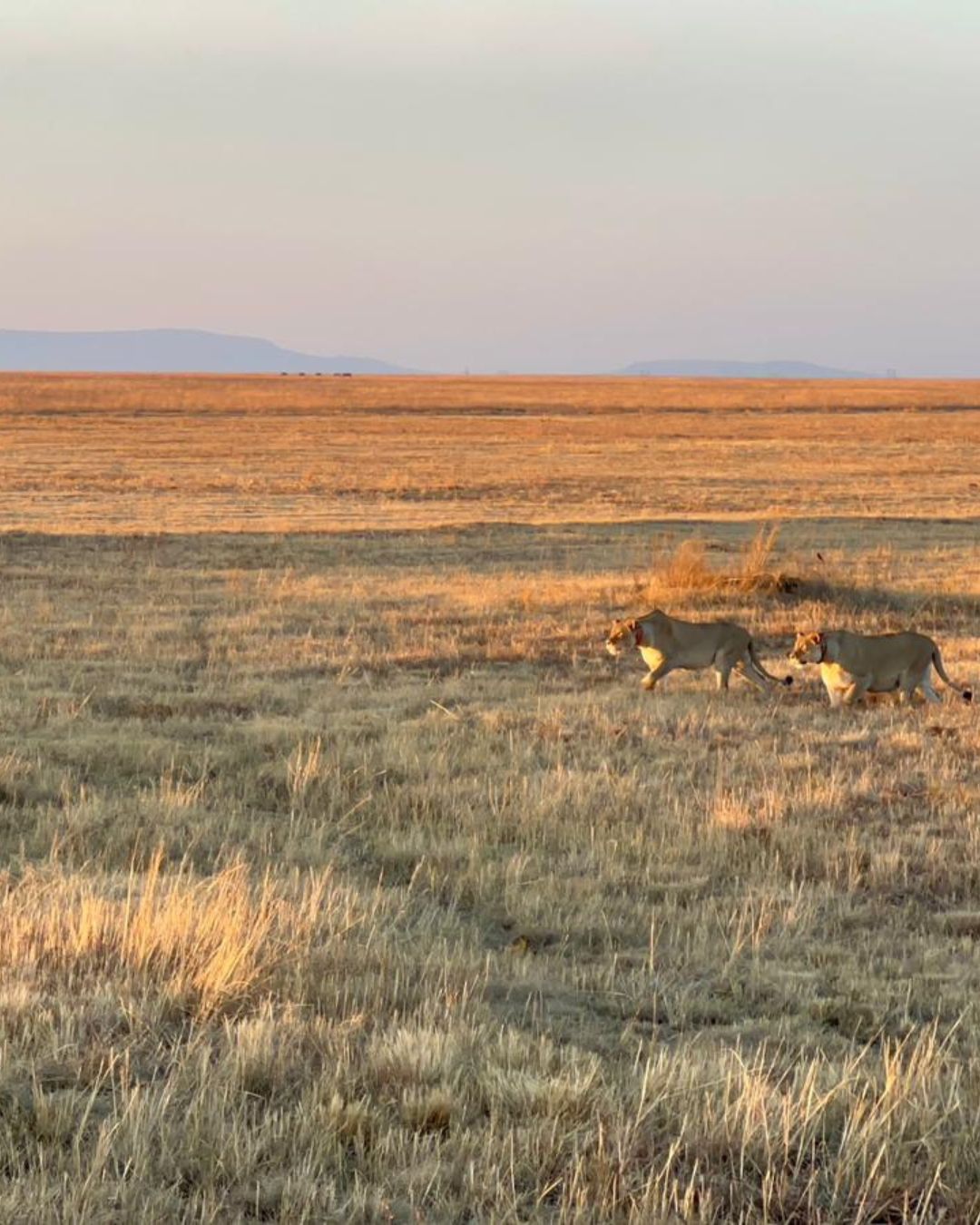 Two lionesses on safari with The Springbok Lodge