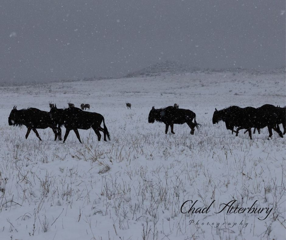 Snow over The Nambiti Private Game Reserve