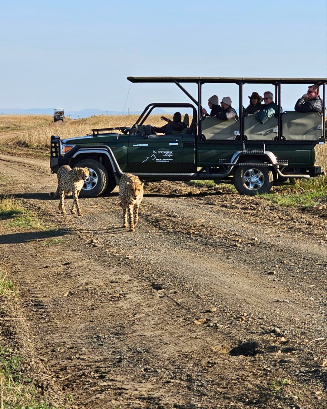 Two cheetah walking in the road while on safari with The Springbok Lodge