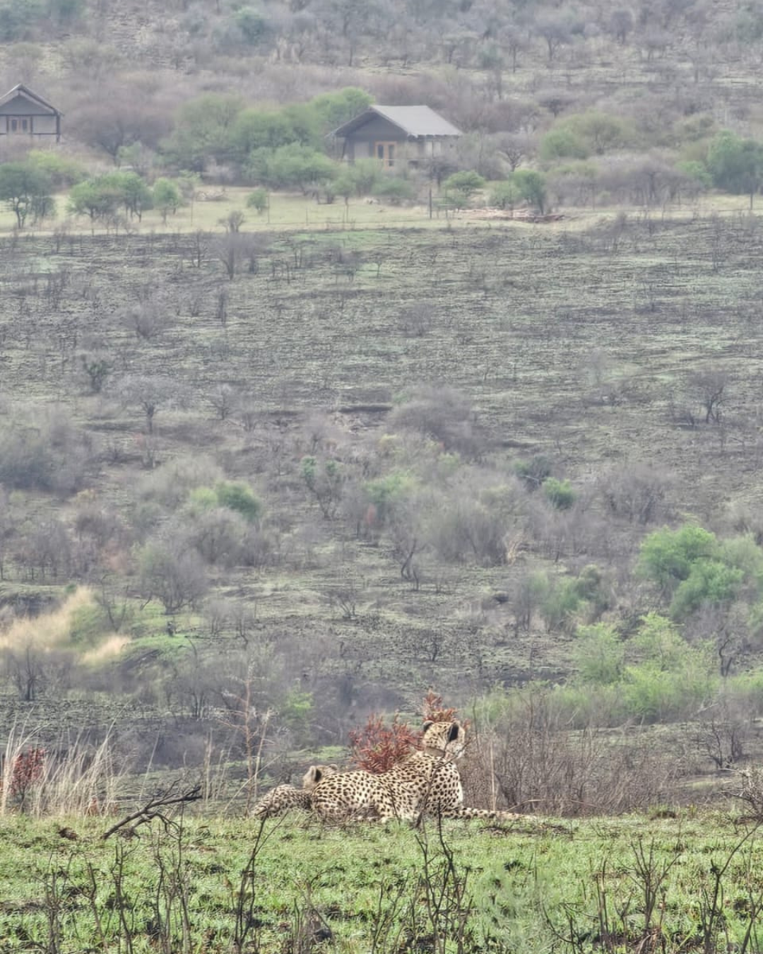 Cheetah mom and cubs relaxing in front of The Springbok Lodge