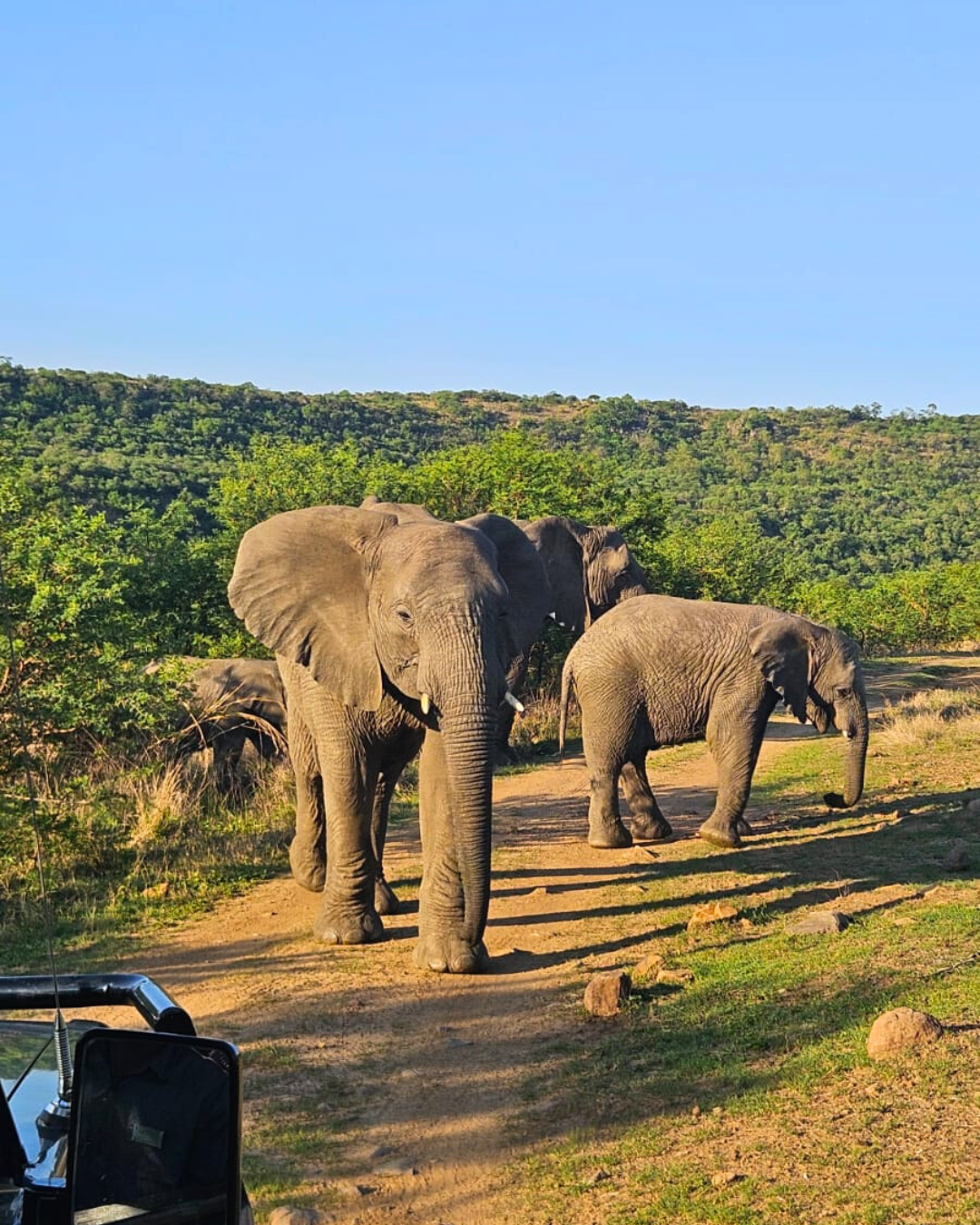 Elephant spotted on safari on Nambiti Private Game Reserve