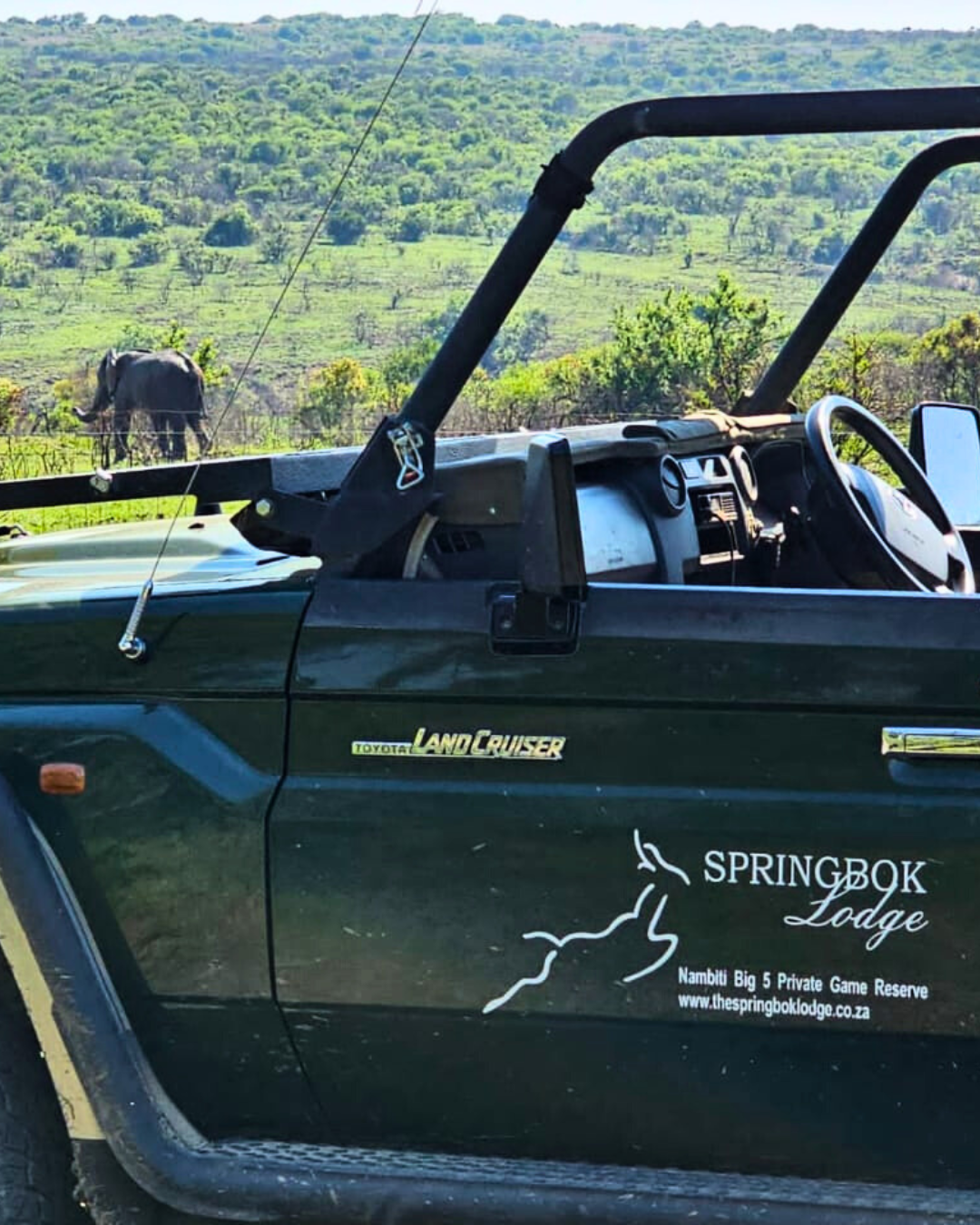 Elephant In Front Of The Springbok Lodge, Nambiti Private Game Reserve