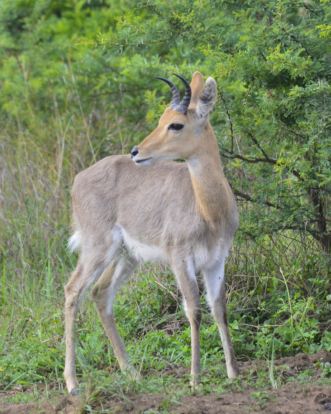Mountain Reedbuck spotted on game drive with The Springbok Lodge