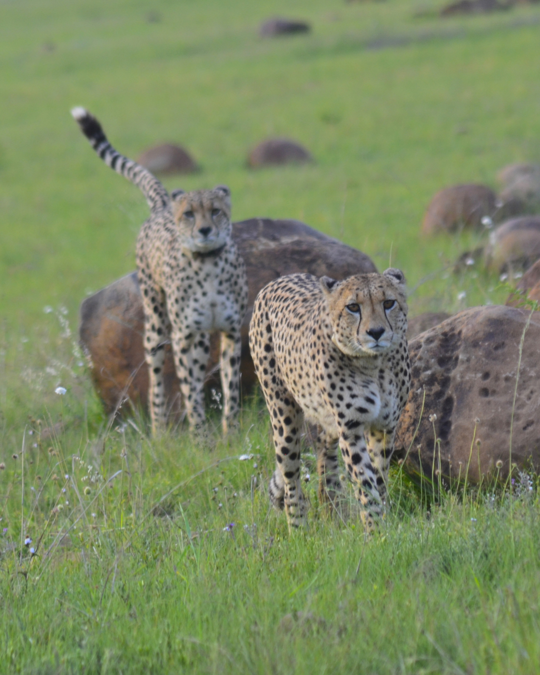 Cheetah brothers spotted scent marketing on game drive with The Springbok Lodge