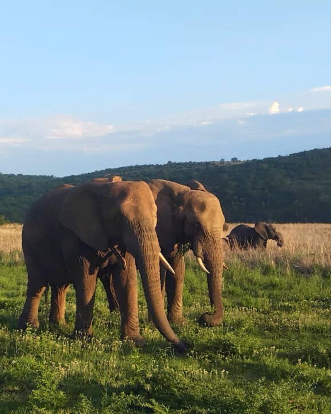 Elephants spotted on game drive with The Springbok Lodge