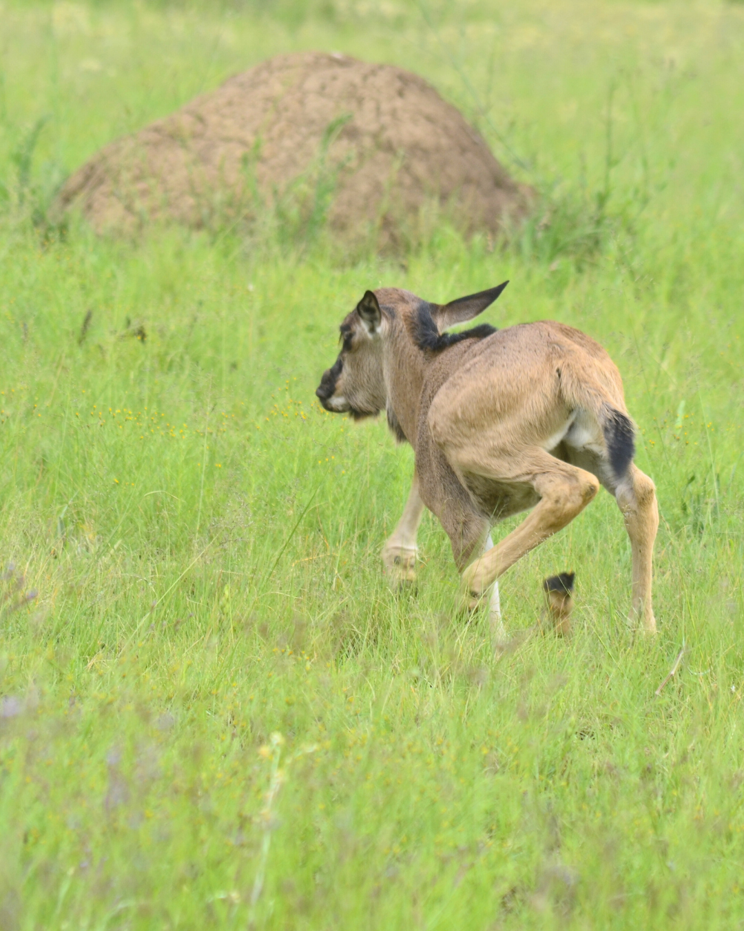 Baby wildebeest spotted on game drive with The Springbok Lodge