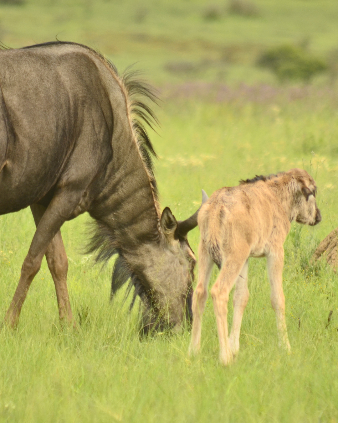 Baby Wildebeest with mother spotted on game drive with The Springbok Lodge, Nambiti Private Game Reserve.