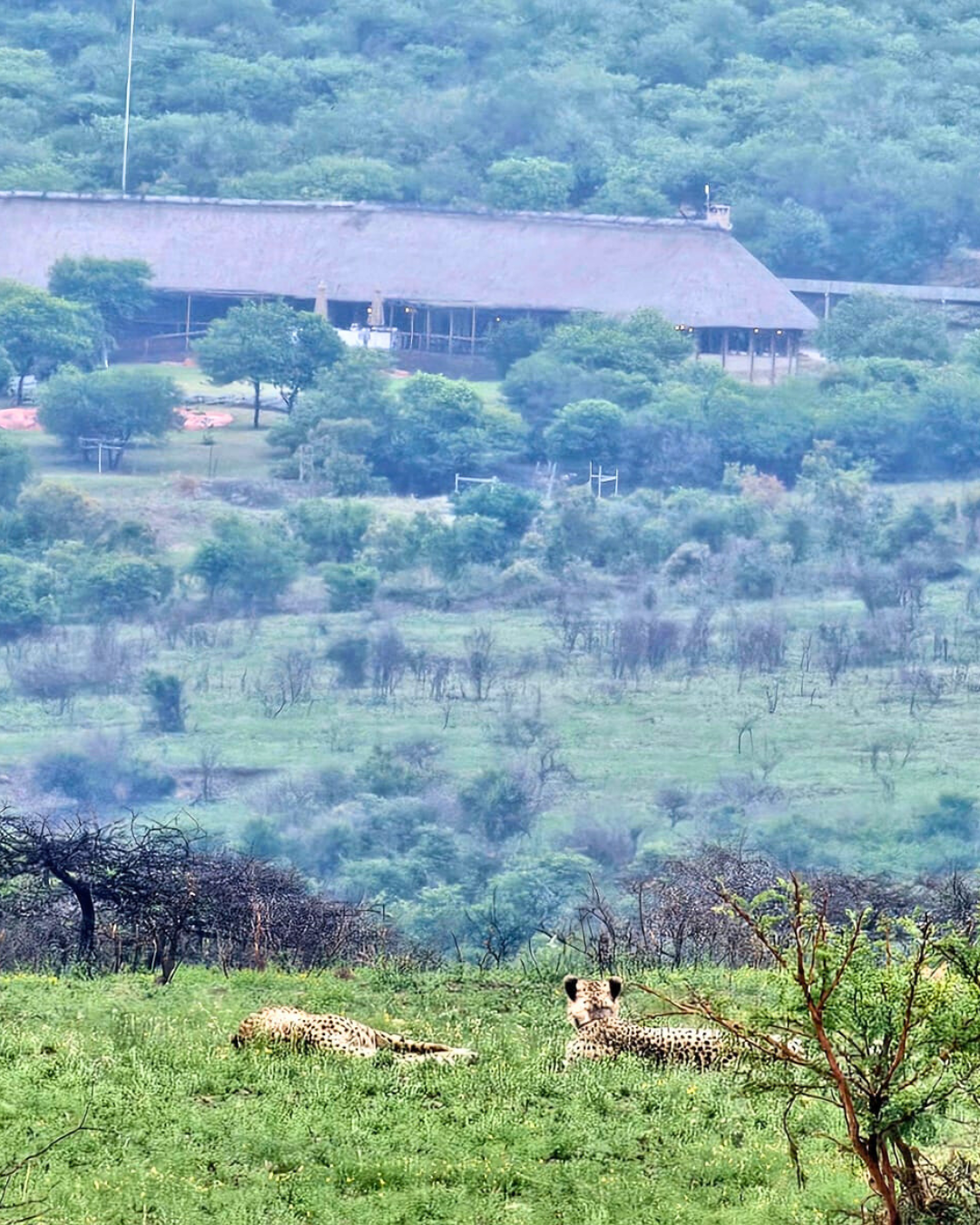 Cheetah spotted in front of The Springbok Lodge, Nambiti Private Game Reserve, KZN