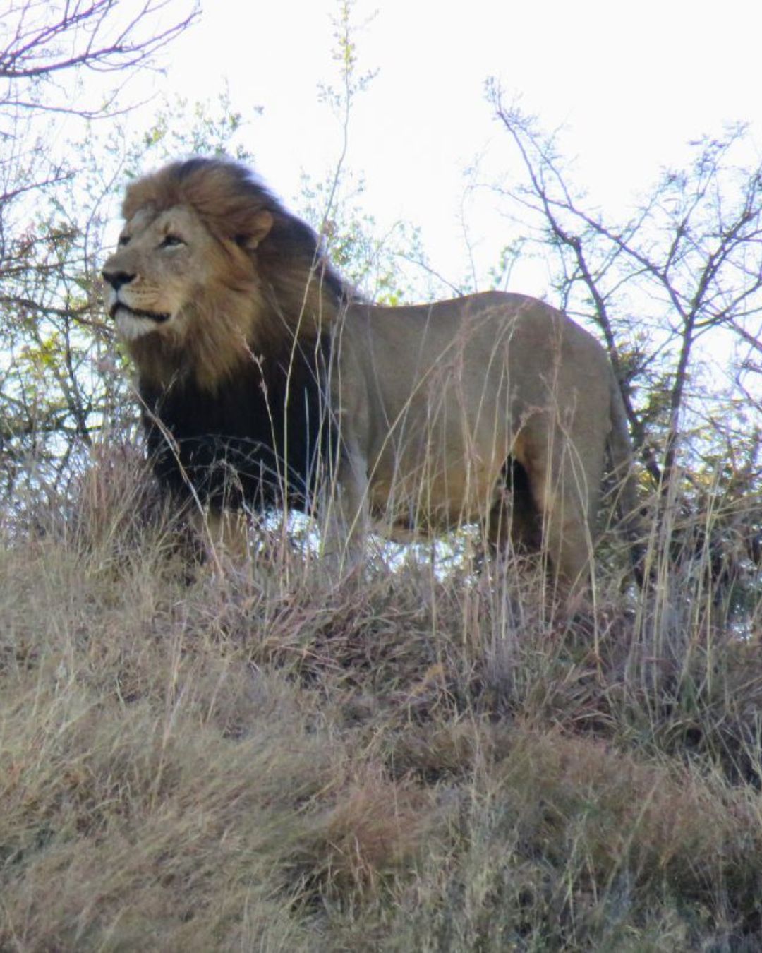Lion following closely behind a leopard