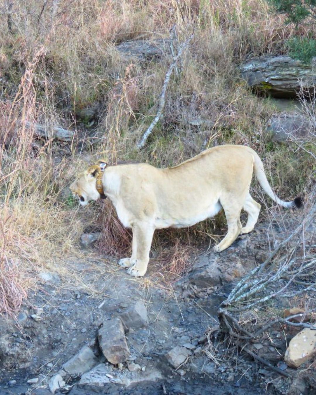 Lioness following a leopard down the side of a mountain