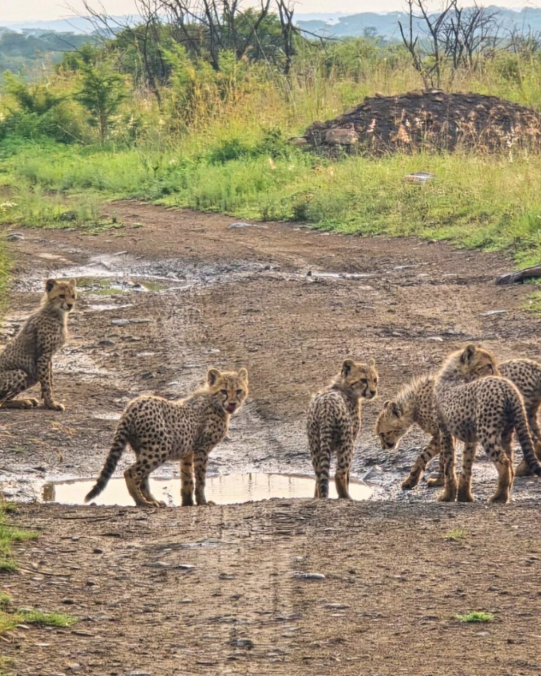 5 cheetah cubs spotted on game drive with The Springbok Lodge, pausing for a drink