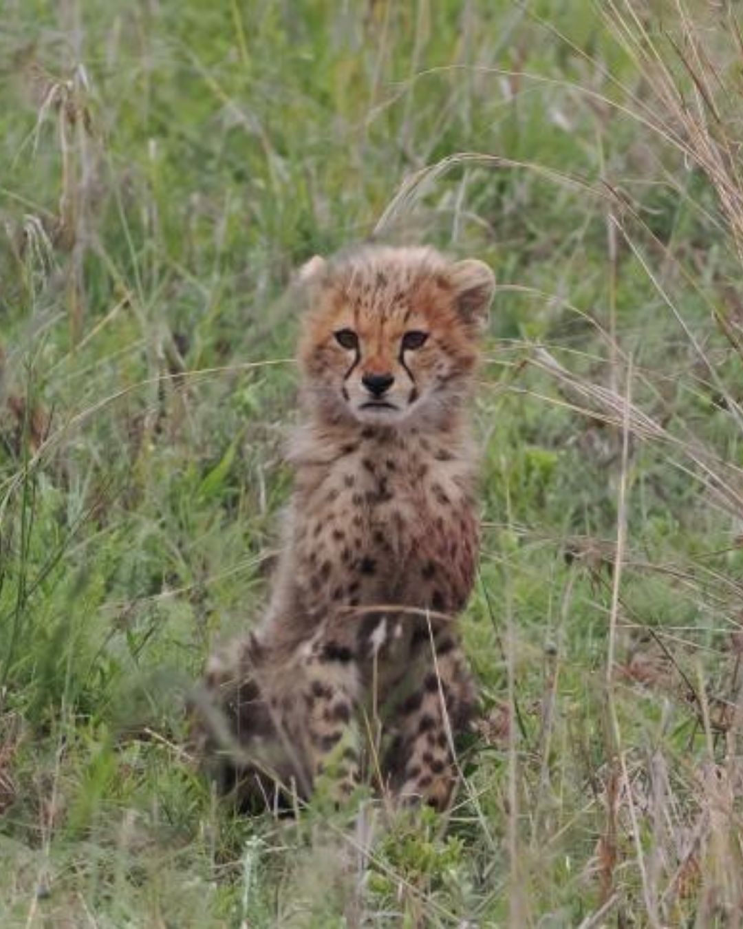 One of the 7 cheetah cubs born onto Nambiti Private Game Reserve in 2025