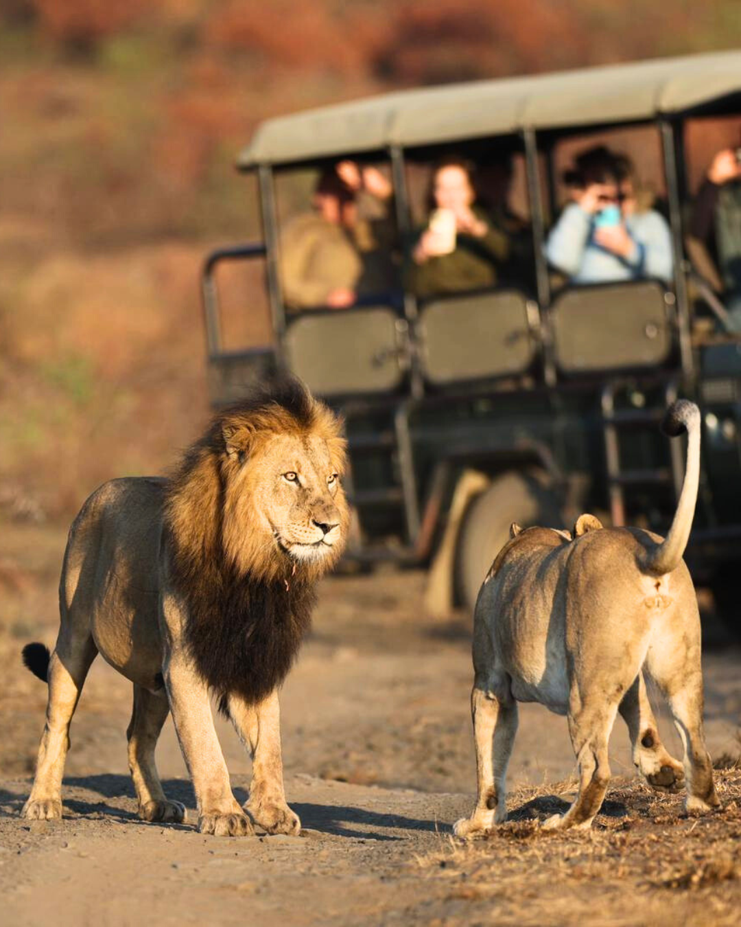 Lions On Game Drive lion-spotted-on-game-drive