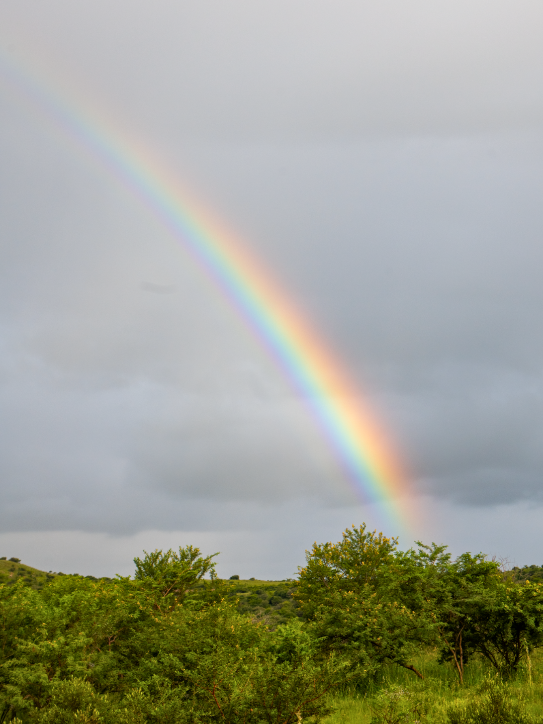 Rainbow Over Nambiti rainbow-over-nambiti