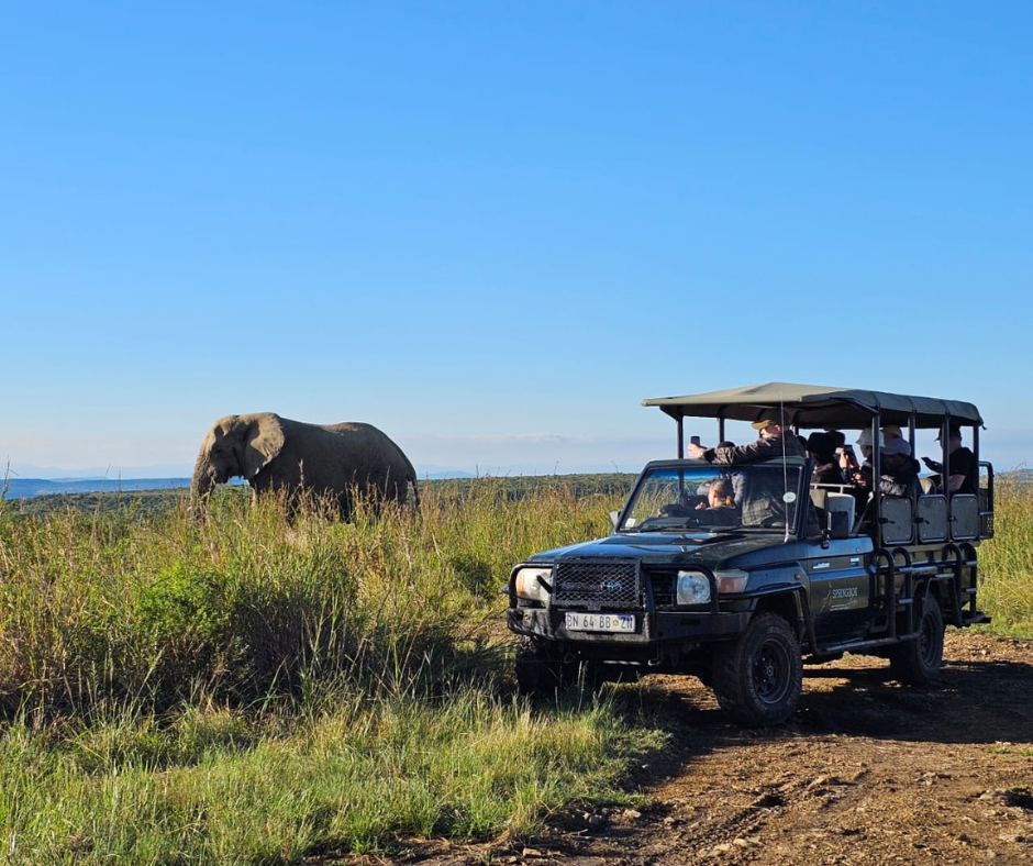 Game-drives-conducted-by-experts