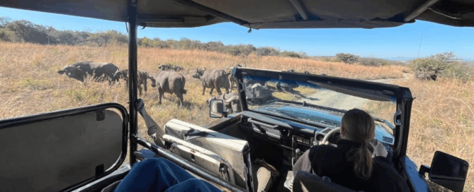 Head out on game drive with The Springbok Lodge