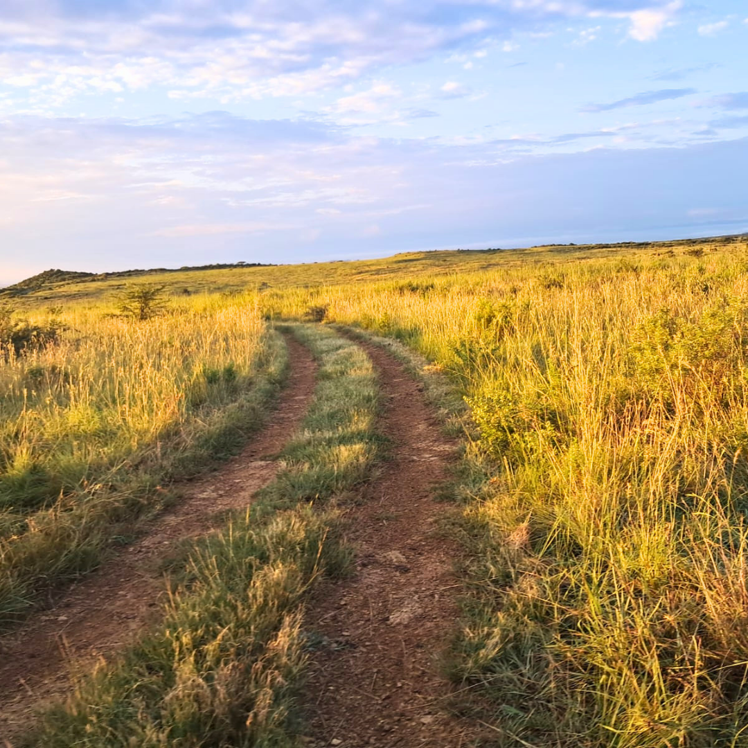 game drive route nambiti