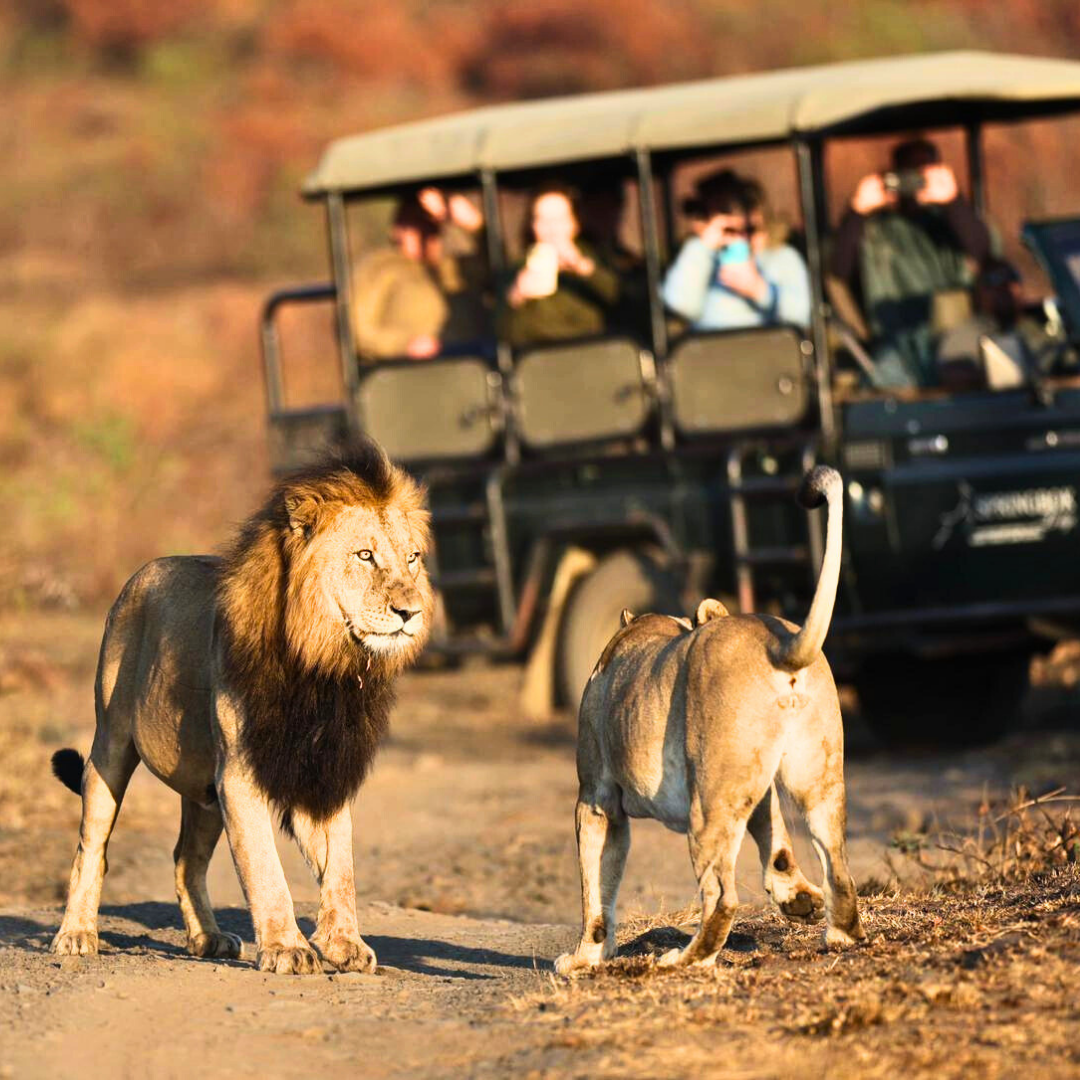lions-spotted-on-safari-the-springbok-lodge