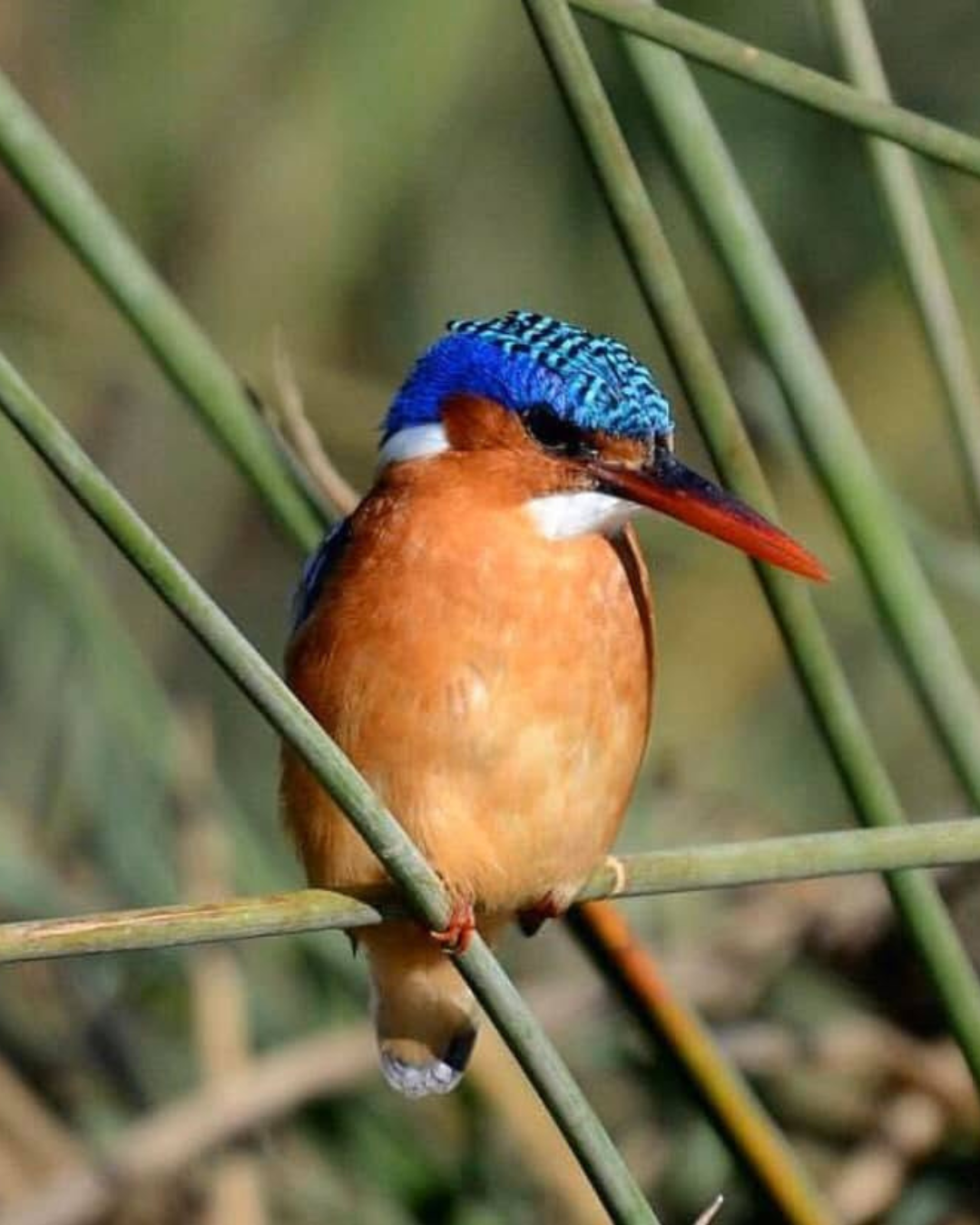 Kingfisher kingfisher seen on safari with Springbok Lodge