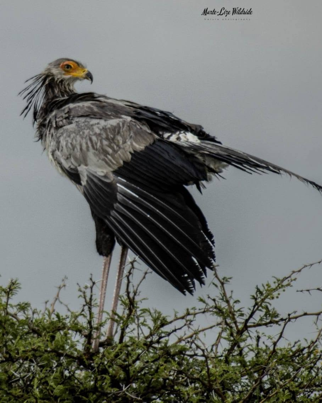 secretarybird secretarybird