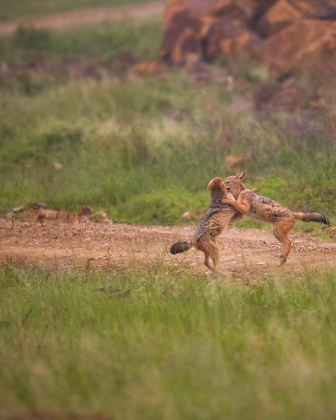Black Back Jackal Black back jackal playing