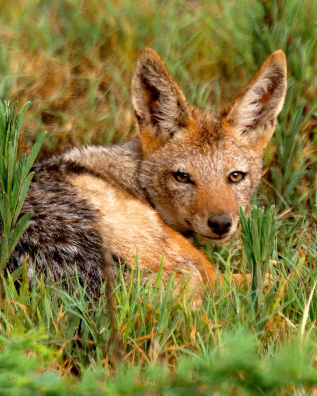 Black Back Jackal Black back jackal relaxing in the grass