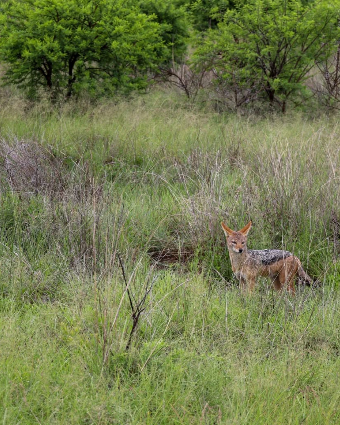 Black Back Jackal – Blog3 Black back jackal wandering through the grass on Nambiti Private Game Reserve
