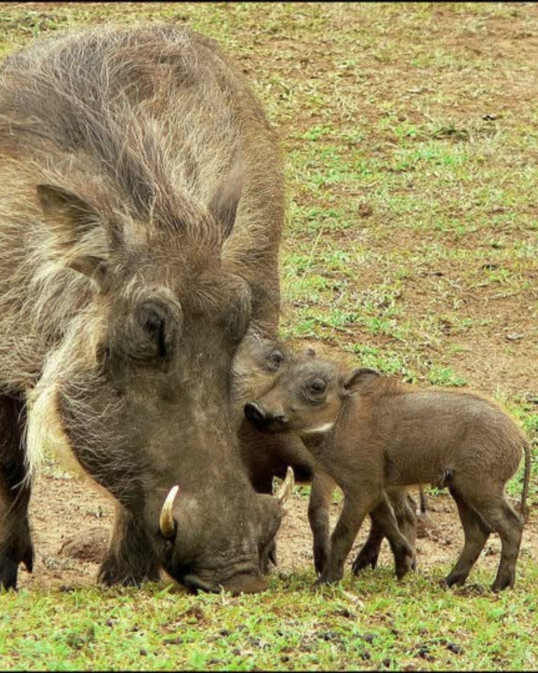 Warthog with babies Warthog mom with babies