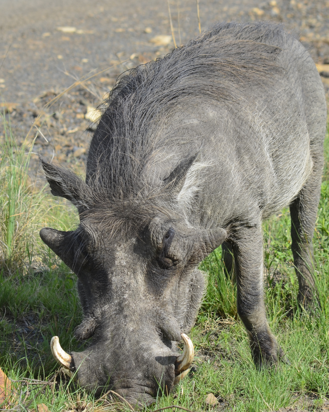 Warthog male Warthog male