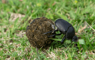 Dungbeetle rolling ball on grass by The Springbok Lodge