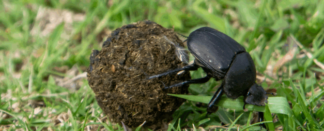 Dungbeetle rolling ball on grass by The Springbok Lodge