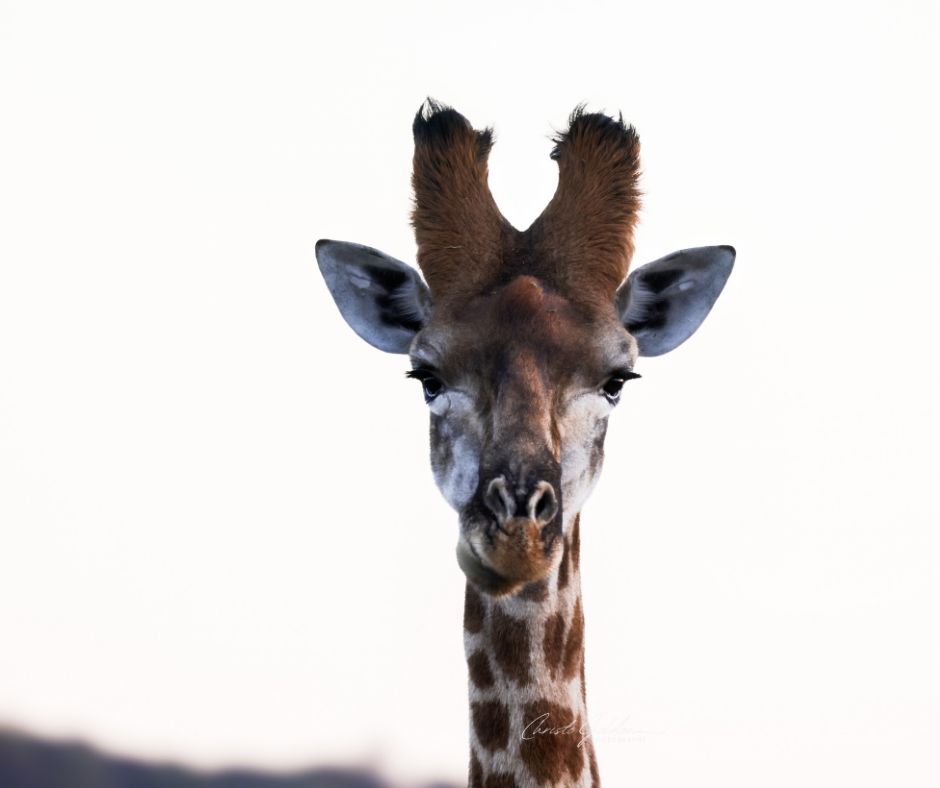 Male giraffe Giraffe male spotted on game drive