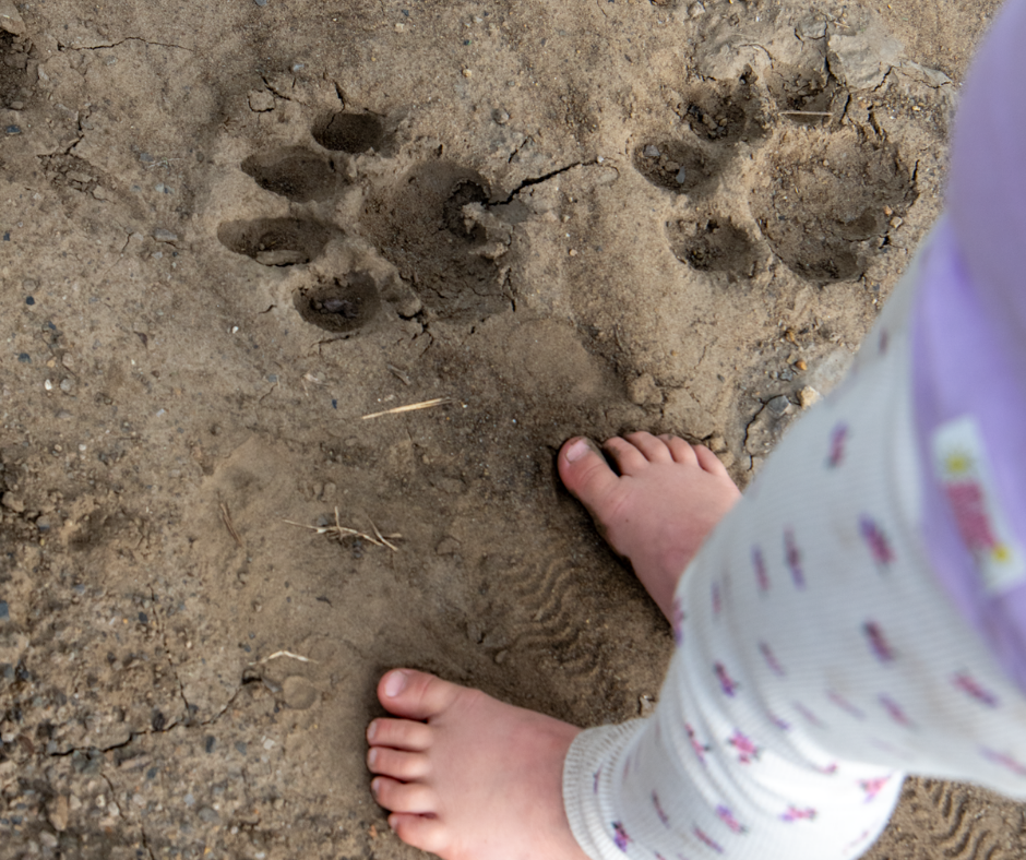 Child-friendly safari lodge Child-friendly safari lodge